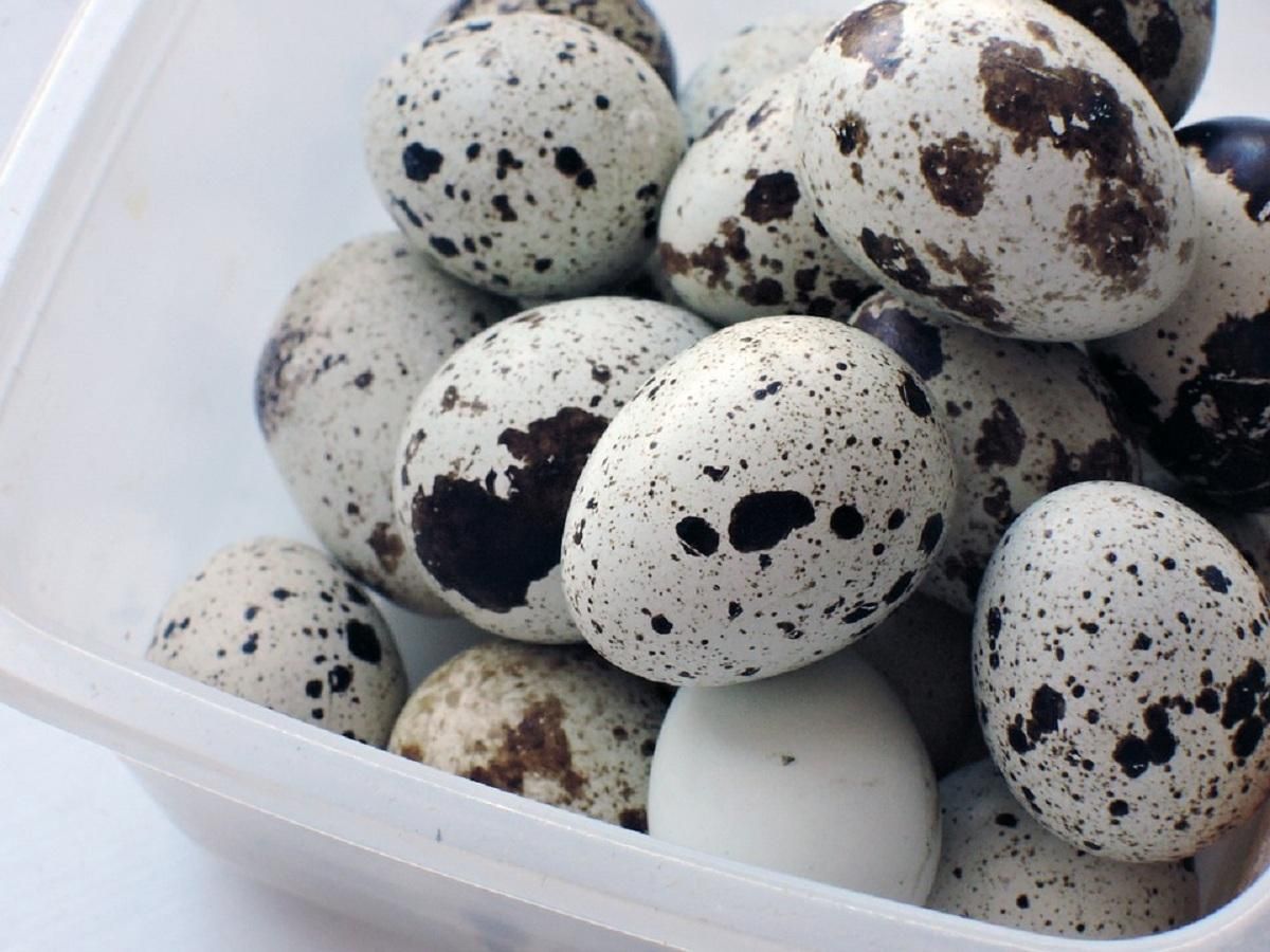 Перепелині яйця: корисні і шкідливі властивості, склад, скільки можна з'їсти