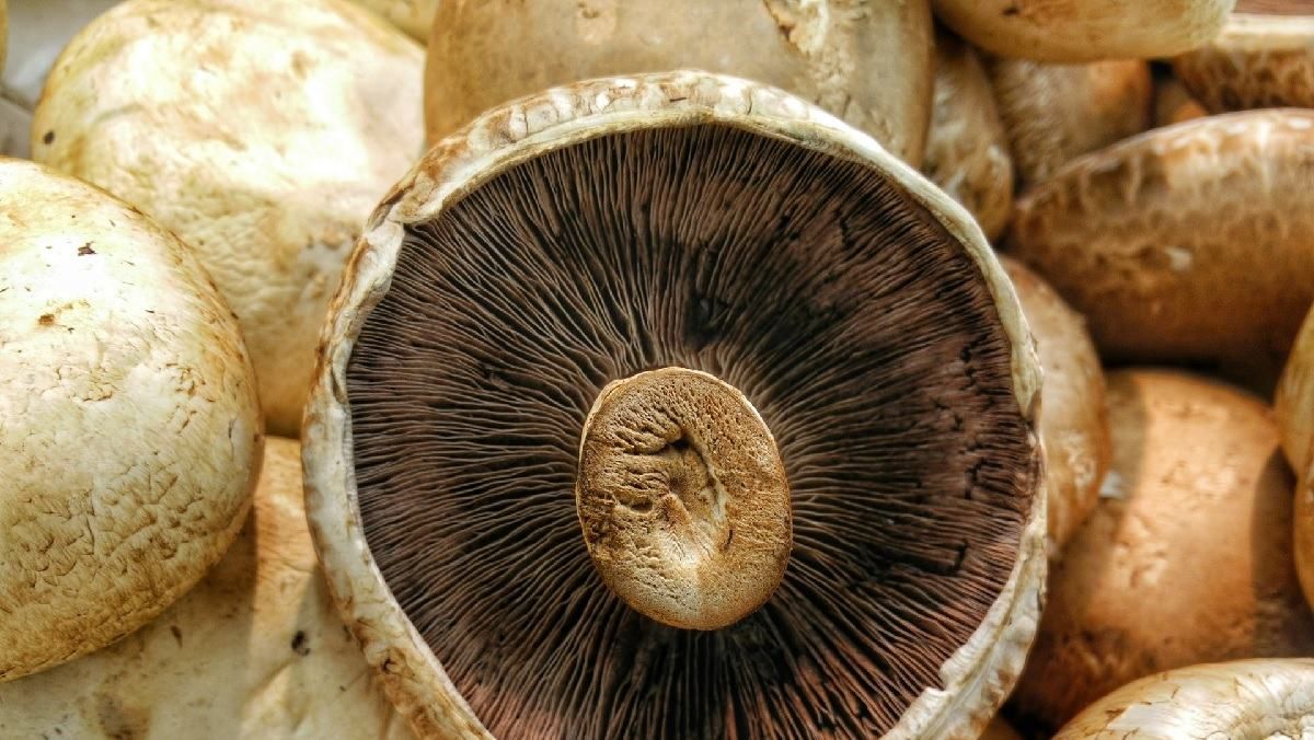 Диетологиня рассказала о пользе грибов: почему так важно их употреблять - Здорово